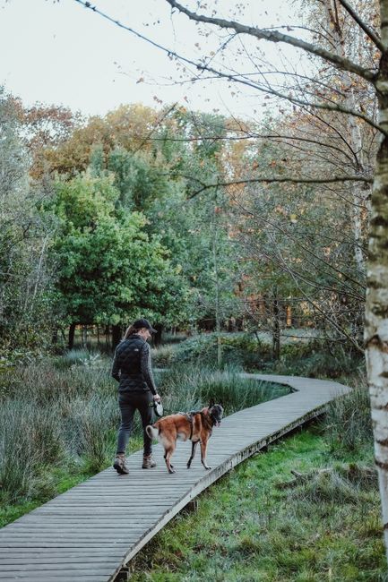 A woman walking her dog along a narrow, curved wooden boardwalk in a lush, green wetland area with tall grasses and dense trees displaying autumn foliage. The scene is outdoors with natural light filt